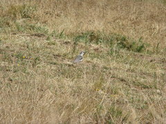 Vanellus resplendens