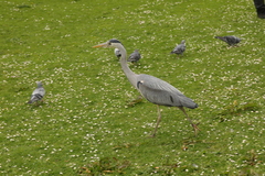 Ardea cinerea