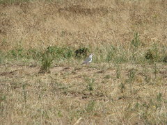 Vanellus resplendens