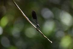 Polythoridae