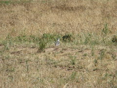 Vanellus resplendens