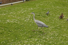 Ardea cinerea