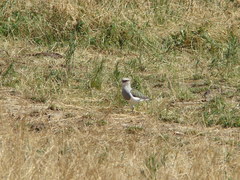 Vanellus resplendens