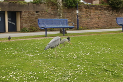 Ardea cinerea