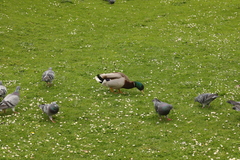 Anas platyrhynchos