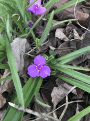 Tradescantia tharpii