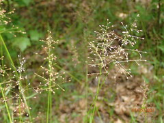 Dichanthium
