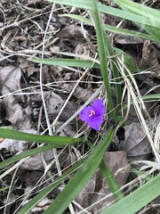 Tradescantia tharpii