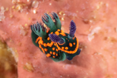 Nembrotha