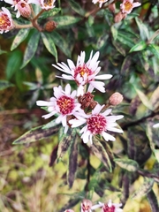 Diplostephium haenkei