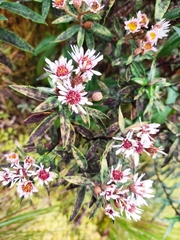 Diplostephium haenkei