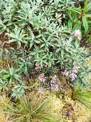 Diplostephium haenkei
