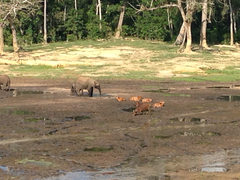 Syncerus caffer nanus