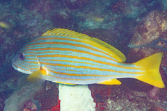 Plectorhinchus chrysotaenia