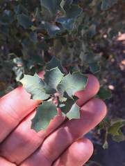 Quercus john-tuckeri