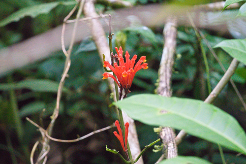 Scutellaria costaricana iNat (3)