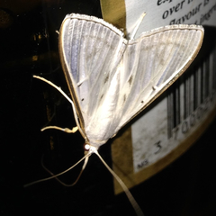 Stemorrhages sericea