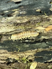 Arthrophaga myriapodina