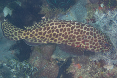 Epinephelus