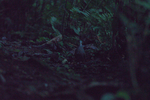 Purplish-backed Quail-Dove (Zentrygon lawrencii), photo 6