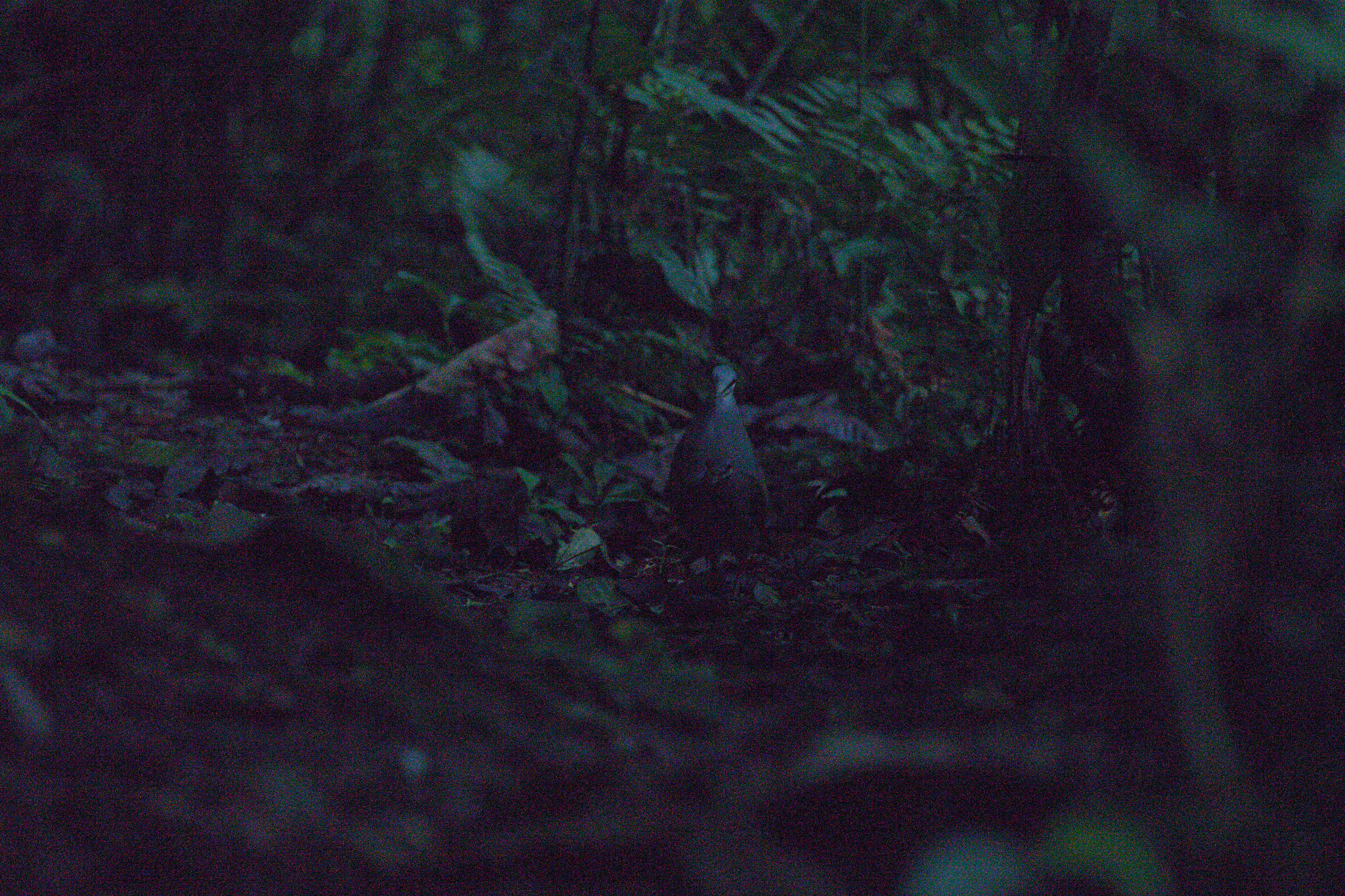 Purplish-backed Quail-Dove (Zentrygon lawrencii), photo 6