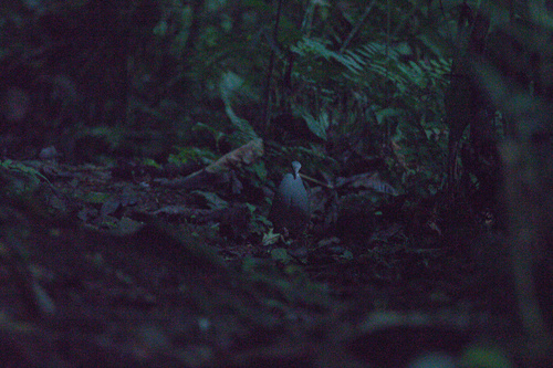 Purplish-backed Quail-Dove (Zentrygon lawrencii), photo 5