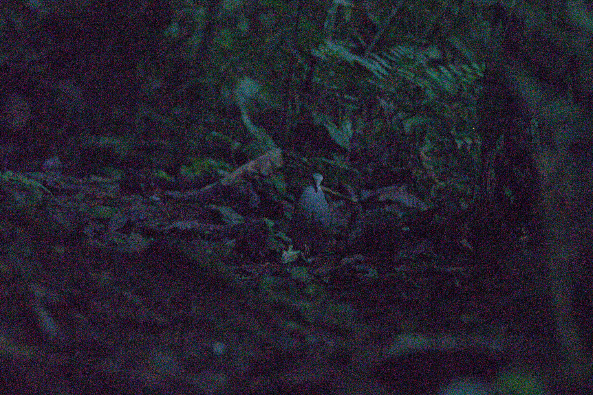 Purplish-backed Quail-Dove (Zentrygon lawrencii), photo 5