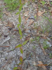 Thyrsanthella