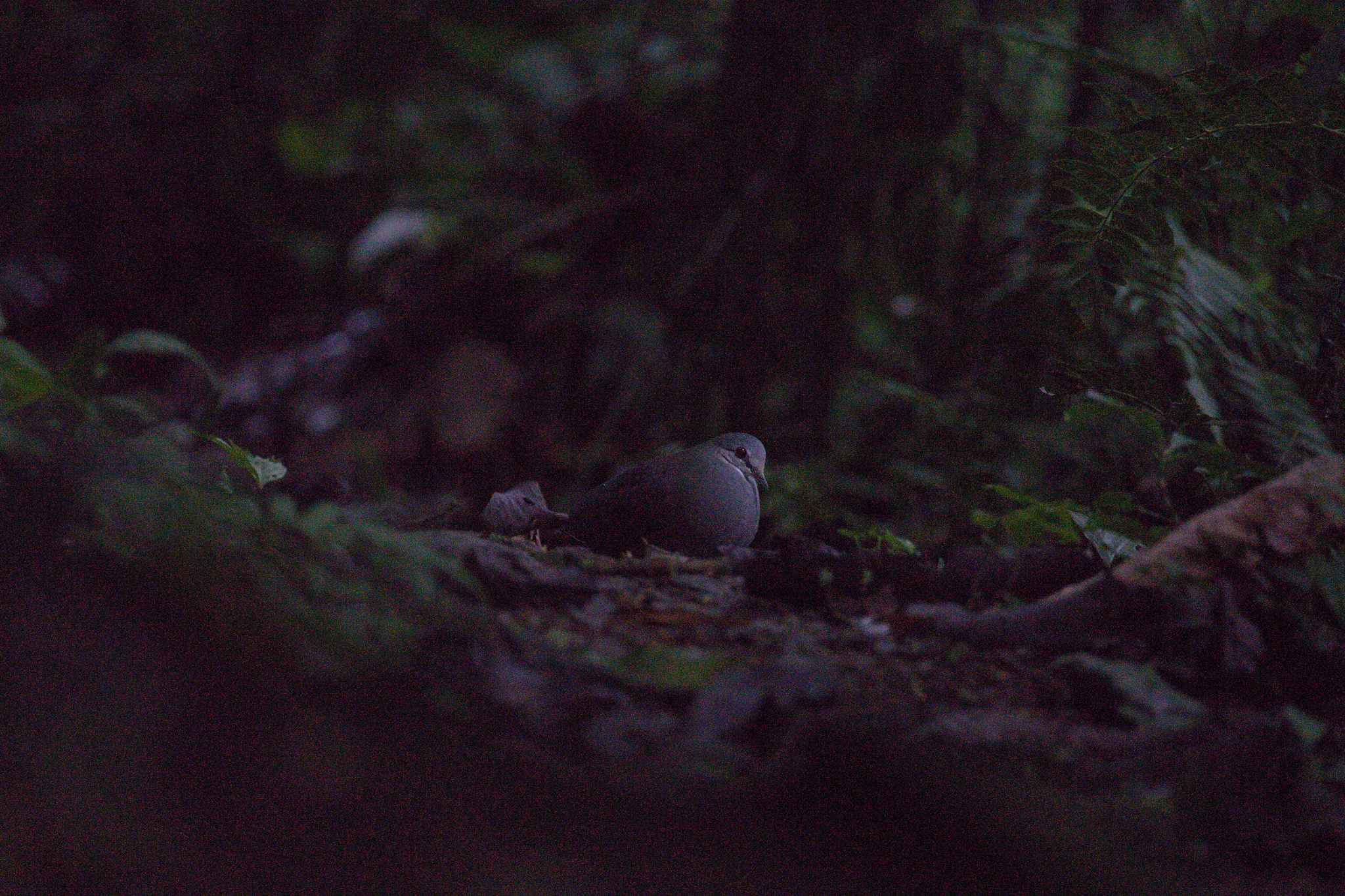 Purplish-backed Quail-Dove (Zentrygon lawrencii), photo 4