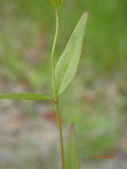 Thyrsanthella