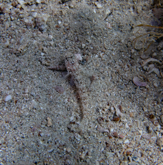 Gobius roulei