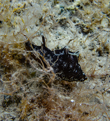 Aplysia punctata