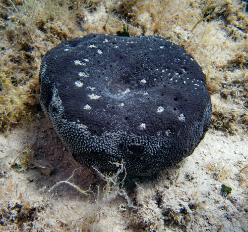 black leather sponge