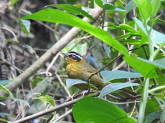 Kleinothraupis atropileus