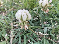 Trifolium repens