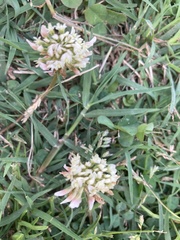 Trifolium repens