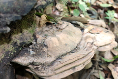 Ganoderma