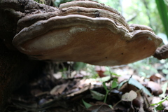 Ganoderma