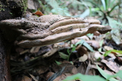 Ganoderma