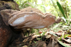 Ganoderma