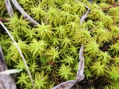 Pleurochaete