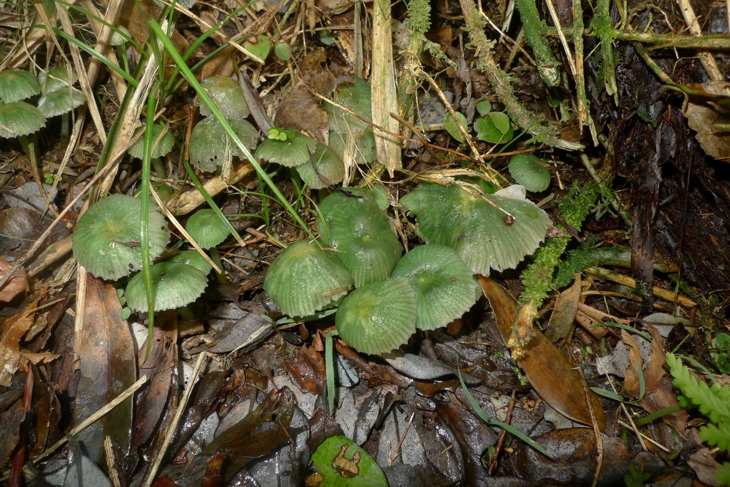 Gliophorus graminicolor image