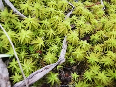 Pleurochaete