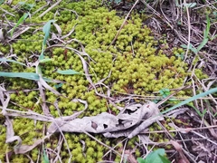 Pleurochaete
