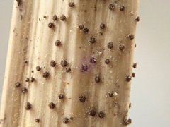 Trichopezizella nidulus