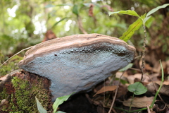 Ganoderma