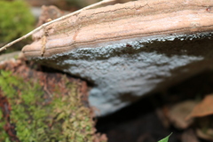 Ganoderma