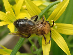 Andrena nitida