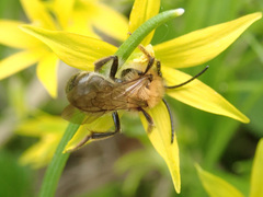 Andrena nitida