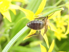 Andrena nitida